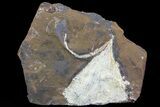 Fossil Ginkgo Leaf From North Dakota - Paleocene #81232-1